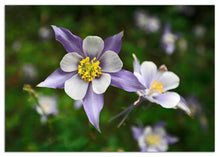 Load image into Gallery viewer, Colorado Columbine flower greeting and note cards, blank inside.