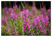 Load image into Gallery viewer, Decorative greeting cards with beautiful fireweed wild flowers.