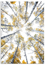 Load image into Gallery viewer, This one-of-a-kind, fine art greeting card features an image of an aspen canopy photographed in Colorado.