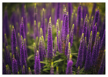 Load image into Gallery viewer, Denver botanical gardens cards