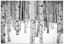 Load image into Gallery viewer, The bare trunks of an aspen tree in a snowy forest makes for a great Christmas card.