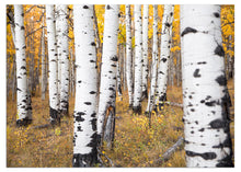 Load image into Gallery viewer, Photographing deep in the aspen forests to capture and create new nature cards for our online greeting card shop.
