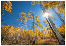 Load image into Gallery viewer, The best aspen sunburst captured hiking in the Colorado Rocky Mountains.
