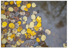 Load image into Gallery viewer, The fallen golden aspen leaves in a puddle  makes beautiful, artistic stationery.
