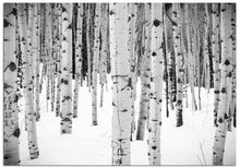 Load image into Gallery viewer, The bare trunks of an aspen tree in a snowy forest makes for a great Christmas card.
